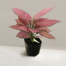 AGLAONEMA RED (Araceae) PLANT + PAFCAL 