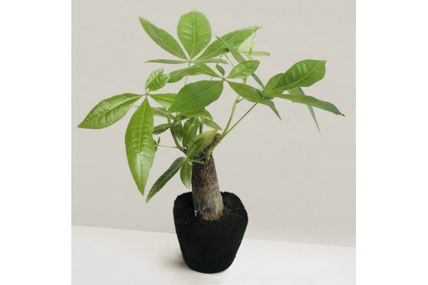 PACHIRA AQUATICA / MONEY TREE (Nephrolepidaceae) PLANT + PAFCAL