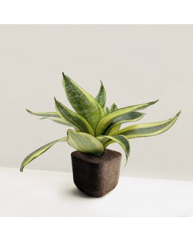 SANSEVIERIA TRIFASCIATA / SNAKE PLANT (Asparagaceae) PLANT + PAFCAL