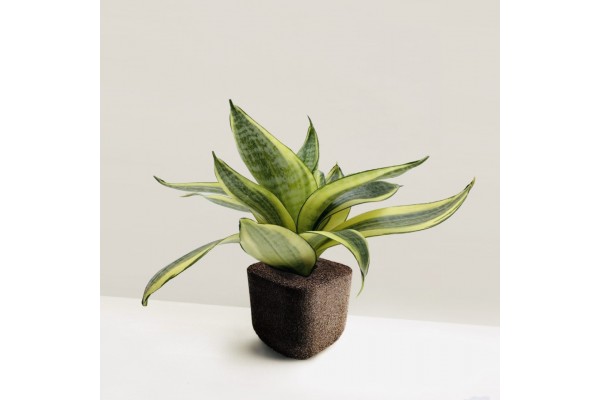 SANSEVIERIA TRIFASCIATA / SNAKE PLANT (Asparagaceae) PLANT + PAFCAL