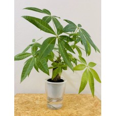 PACHIRA AQUATICA / MONEY TREE (Nephrolepidacea) PLANT + PAFCAL + POT