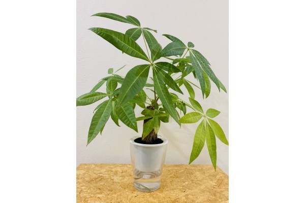 PACHIRA AQUATICA / MONEY TREE (Nephrolepidacea) PLANT + PAFCAL + POT