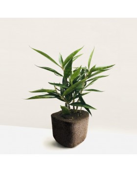 DRACAENA SURCULOSA ‘JAPANESE BAMBOO’ (Asparagaceae) PLANT + PAFCAL
