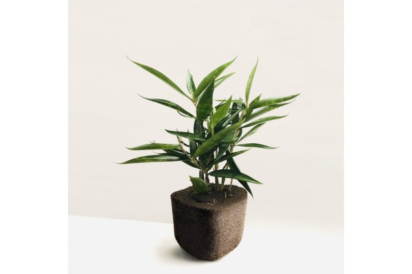 DRACAENA SURCULOSA ‘JAPANESE BAMBOO’ (Asparagaceae) PLANT + PAFCAL